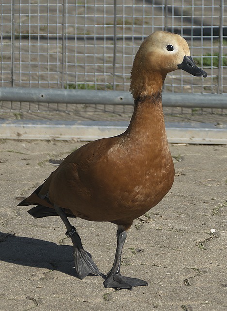 赛至关重要